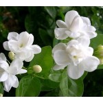 Sự tích hoa Nhài